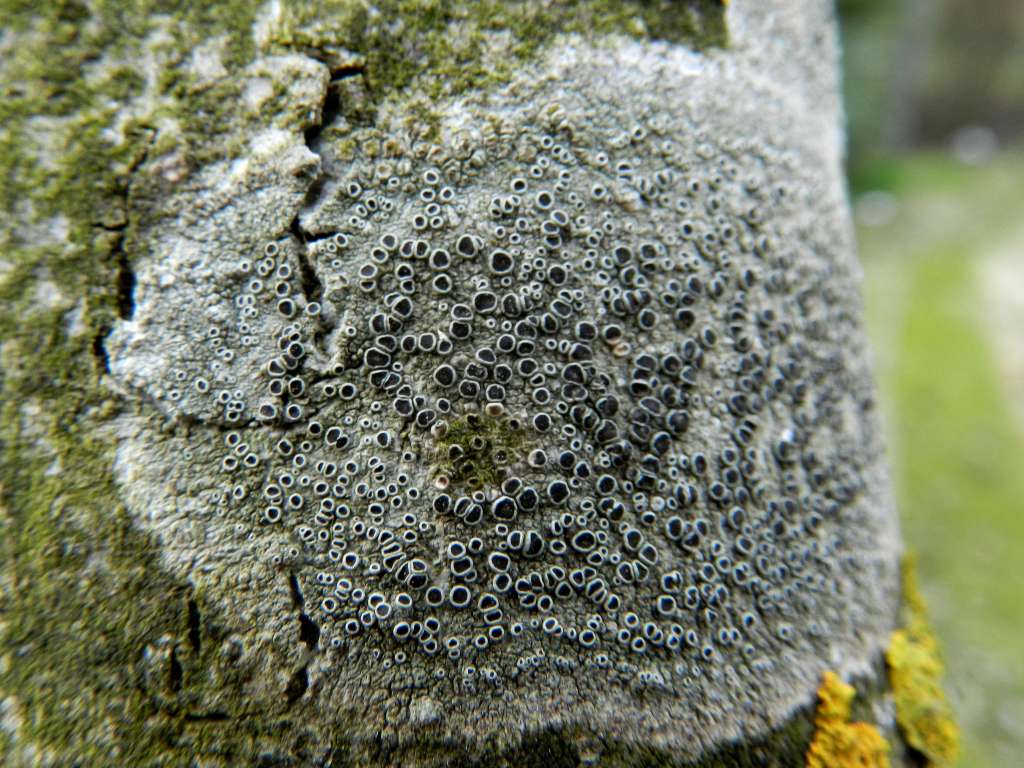 Lecanora sp.
